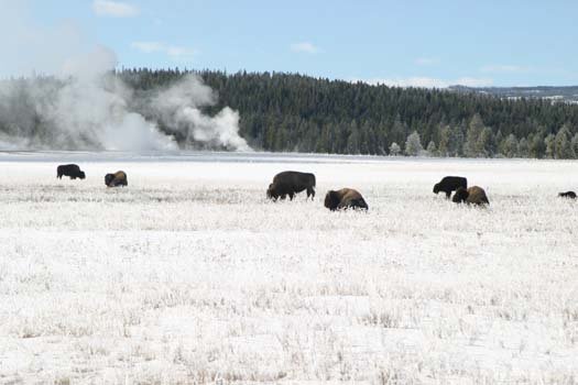 USA WY YellowstoneNP 2004NOV01 LowerGeyserBasin 006